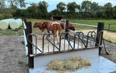Borculo (GLD) – Voergang dierenarts