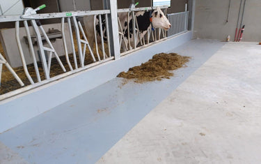 Project: voergang coating – Vriezeveen