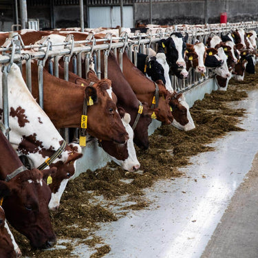 Revêtement agricole Egaliseer 25 Kg